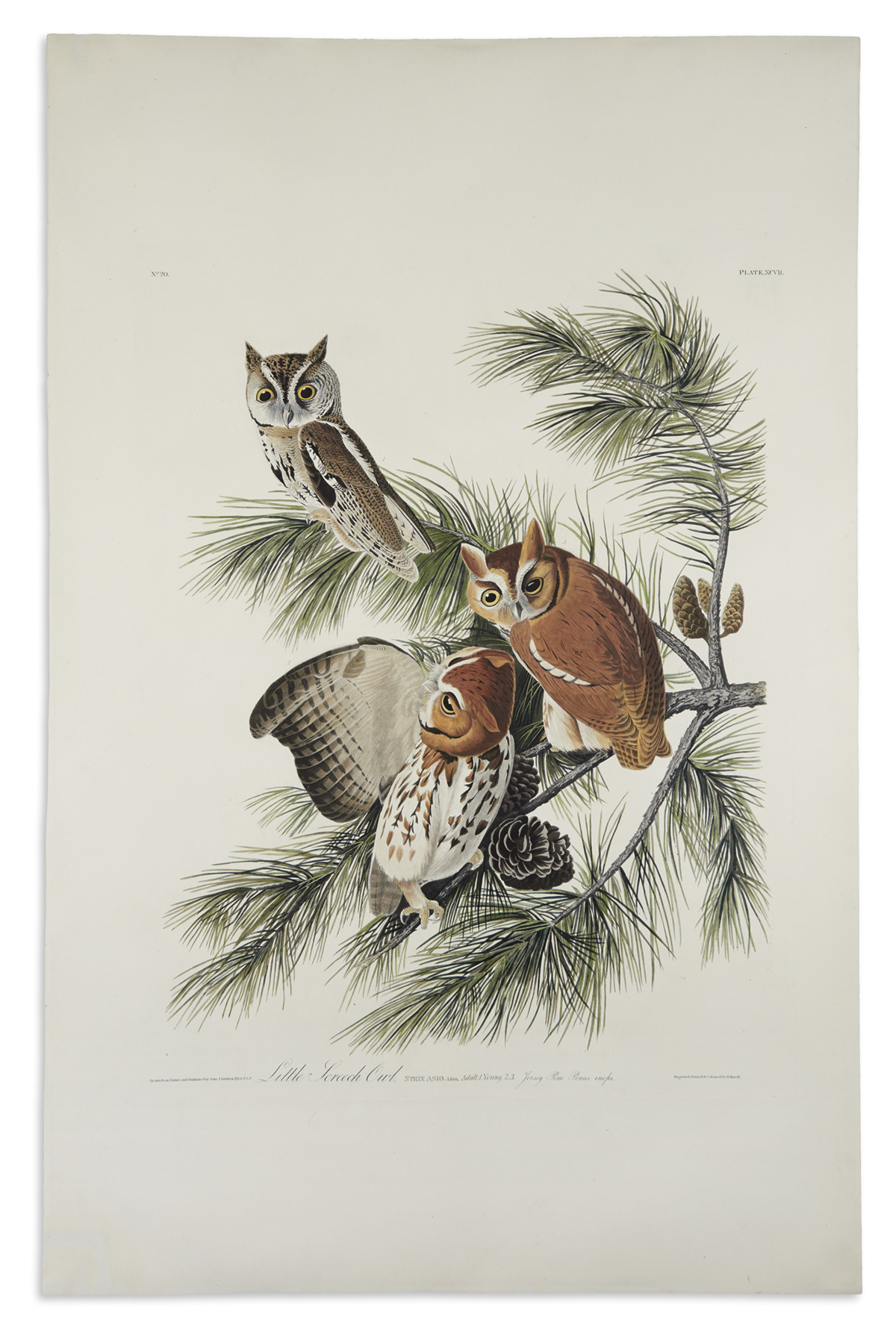 AUDUBON, JOHN JAMES. Little Screech Owl. Plate XCVII. [Variant 2.]